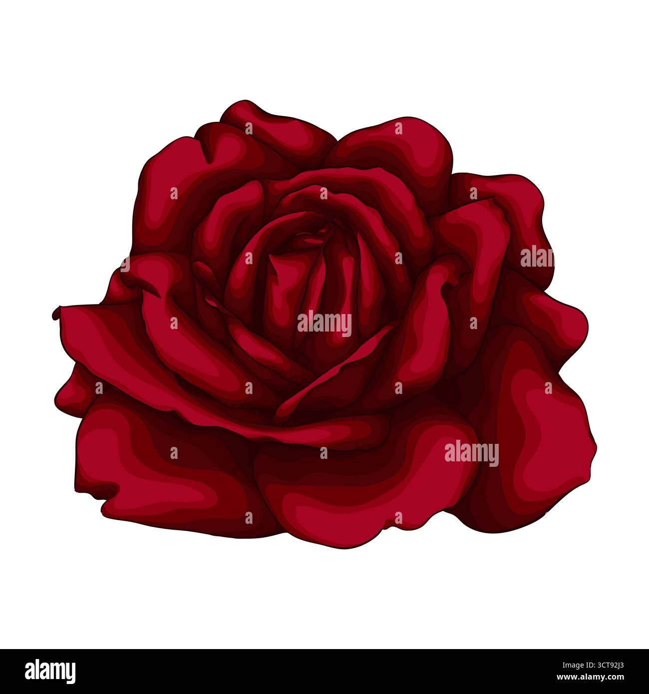 beautiful red rose isolated on white background Stock Vector Image ...