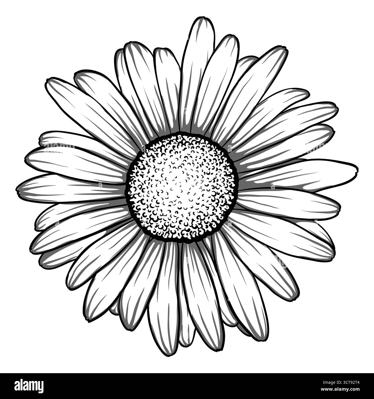 beautiful monochrome, black and white daisy flower isolated Stock ...