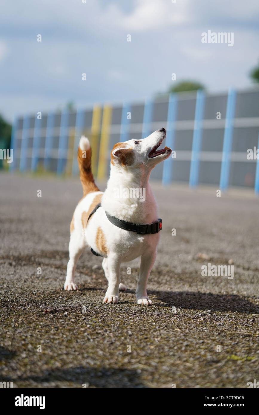Happy dog looks up with joy at a sunny day in the park during afternoon stroll Stock Photo