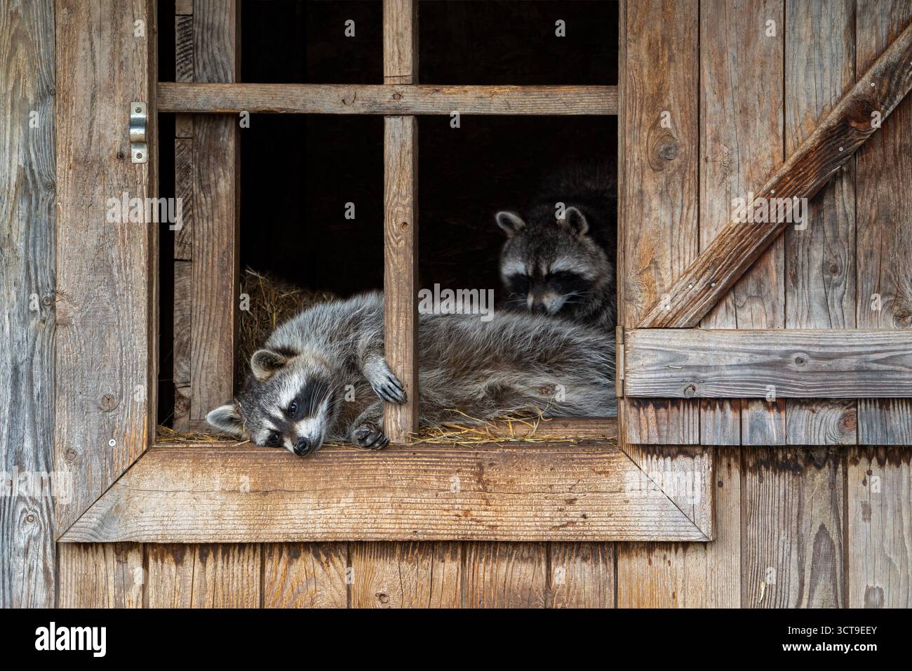 Different Racoons Two common raccoons / North American racoons (Procyon lotor) resting in ...