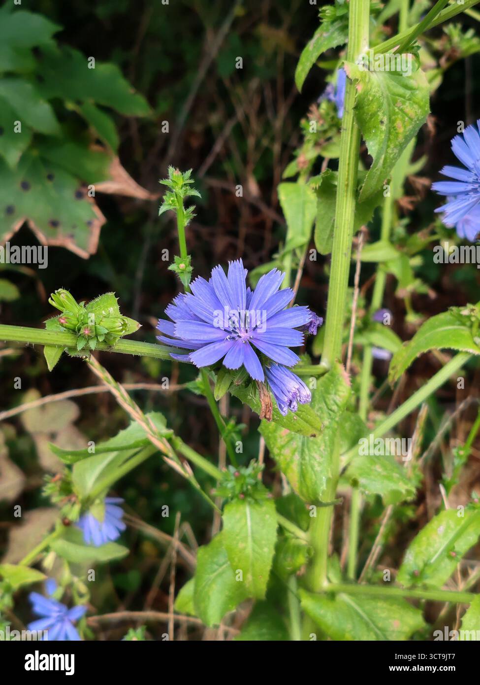 Chicory flowers, Cichorium intybus. Stock Photo