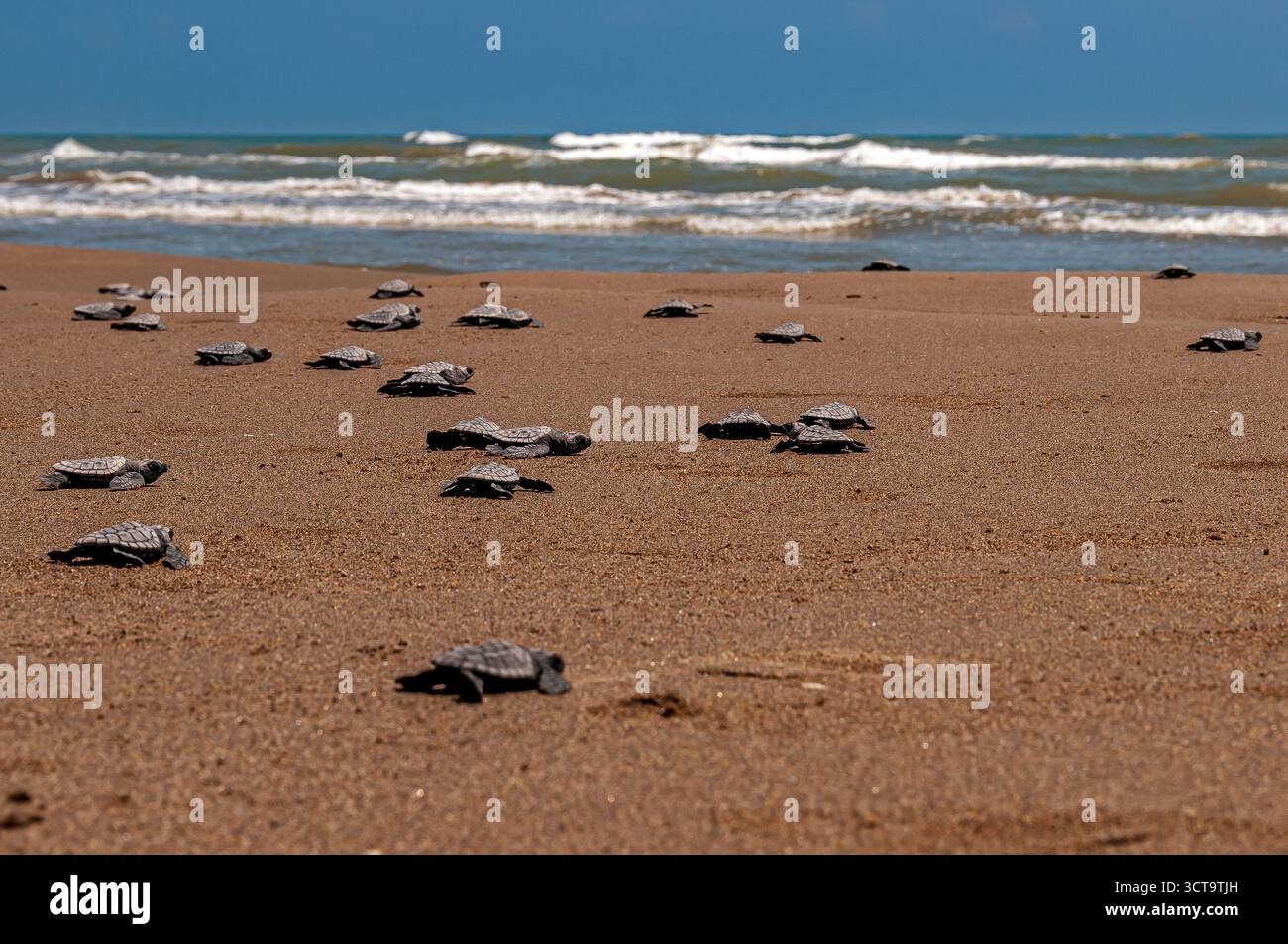 Turtle birth and hatch at the Tecolutla beaches. Veracruz, Mexico Stock ...