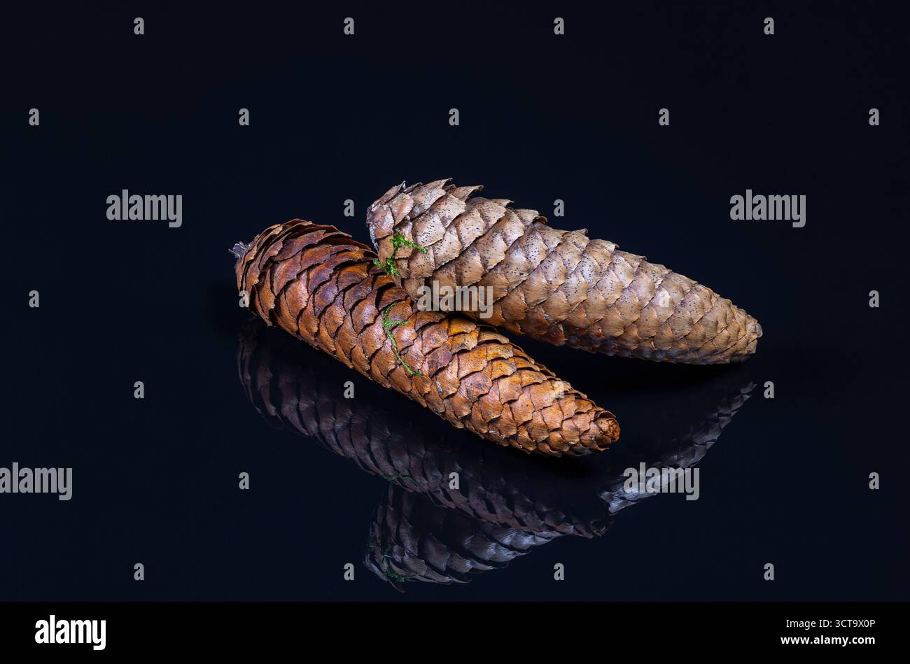 Close-up of two fir cones (abies) on dark reflecting ground Stock Photo