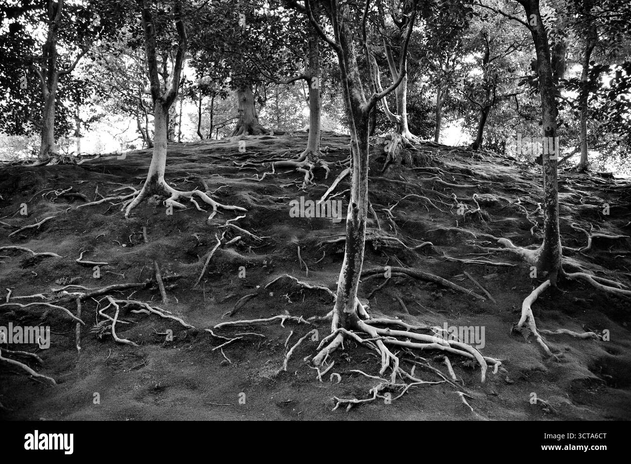 Tree Roots Over Hillside Black and white photo of trees with exposed roots on a hillside Stock ...