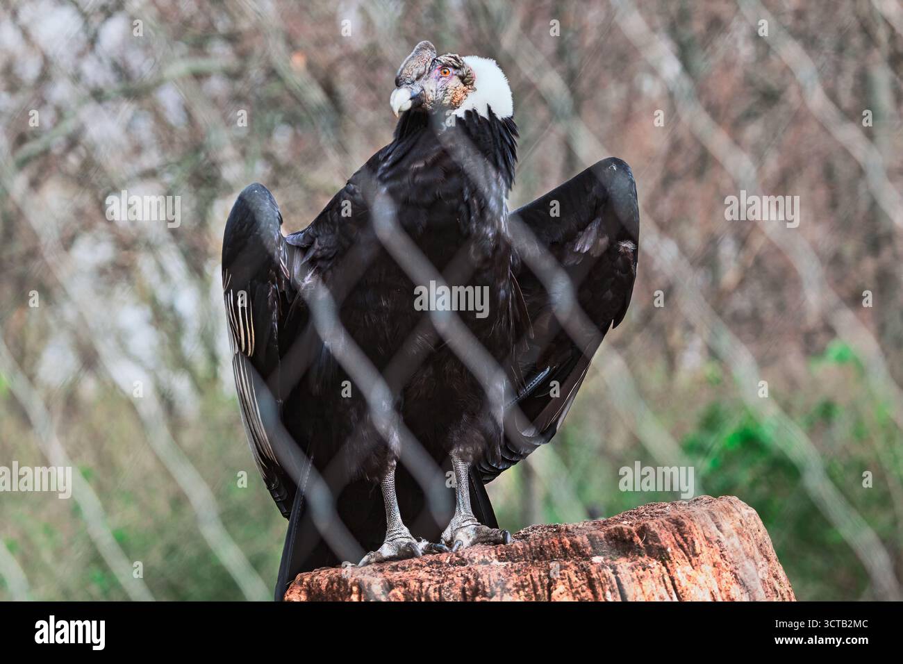 Neck ruff hi-res stock photography and images - Alamy