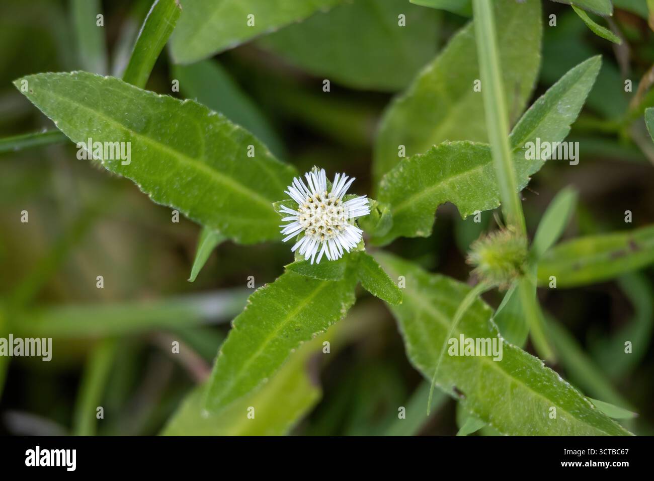 Trailing eclipta hi-res stock photography and images - Alamy
