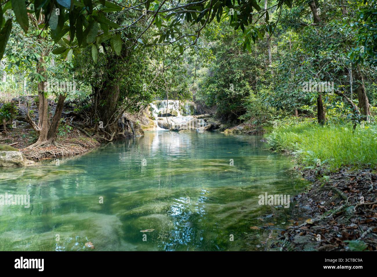 A secluded, natural emerald-green pool with crystal-clear water and a small waterfall in a dense, quiet tropical jungle. Stock Photo