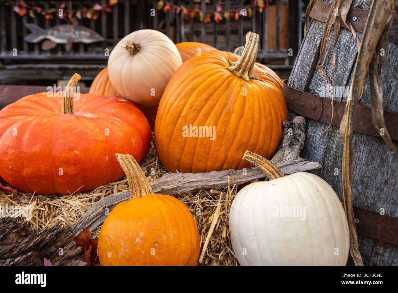 Fall pumpkin display at Crazy Mule Antiques in Lula, Georgia. (USA) Stock Photo