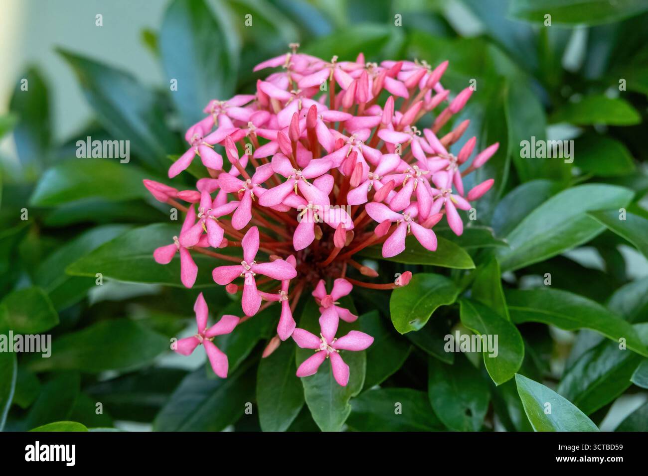 Rongon flower hi-res stock photography and images - Alamy