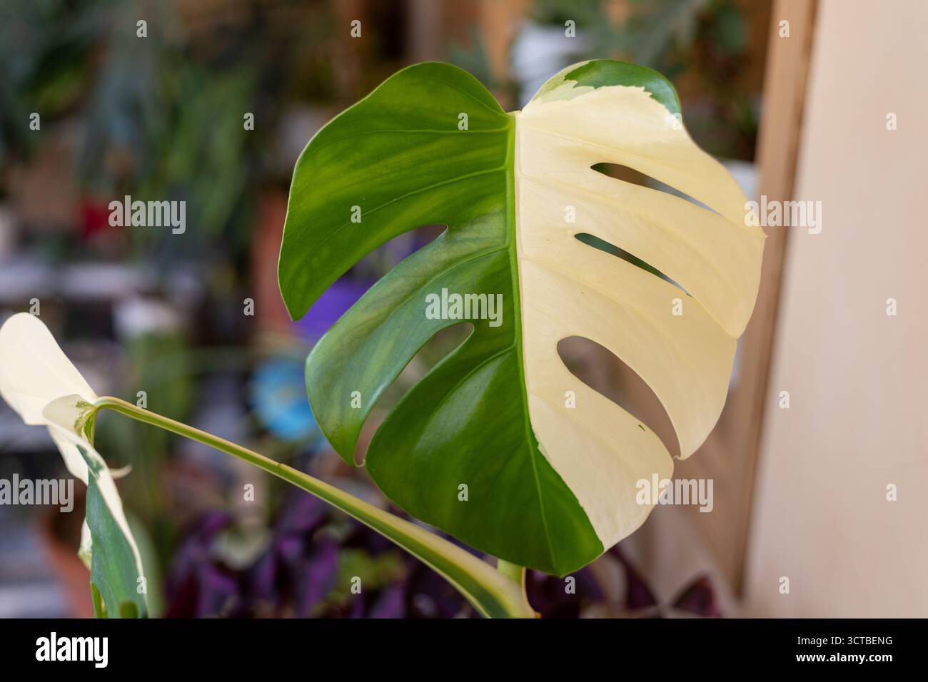 monstera deliciosa albo half moon Monstera Deliciosa Halfmoon Albo Variegated – Okanoka main image 0