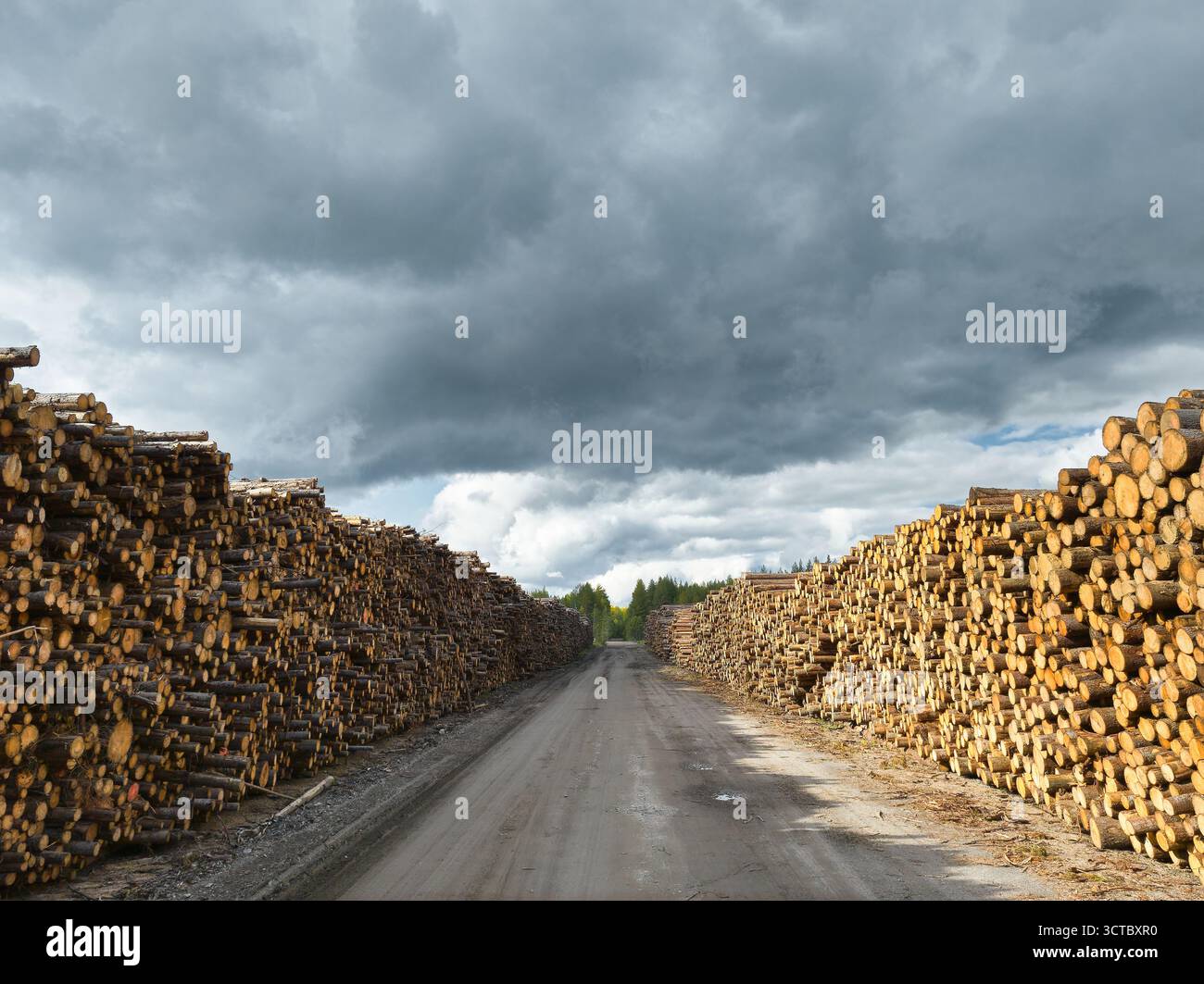 Temporary timber storage area with stacked logs along a gravel road ...