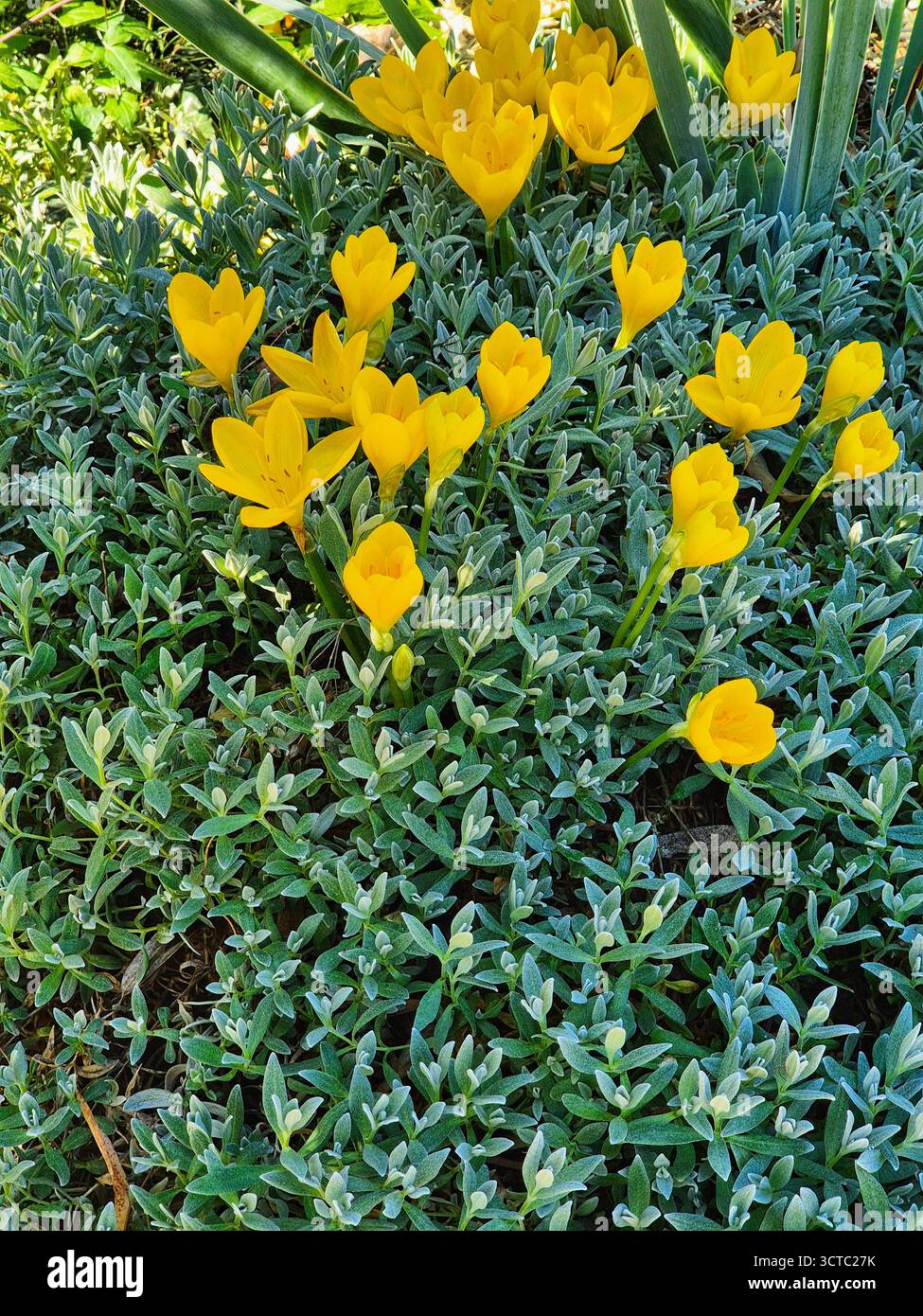 Bright yellow flowers that contrast with the gray-green vegetation. autumn crocuses. - Smartphone Captured Stock Image
