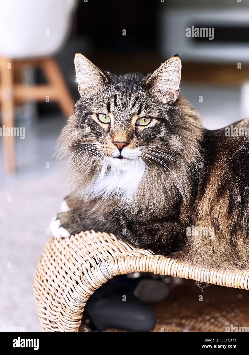 Norwegian Forest Cat chilling on the table. Stock Photo
