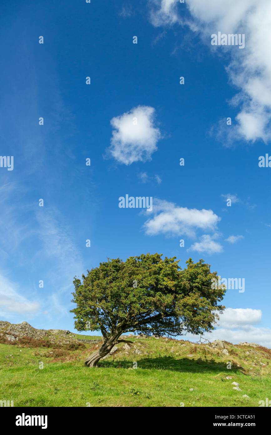 Lone hawthorn tree on fells above Cartmel, Cumbria, England Stock Photo