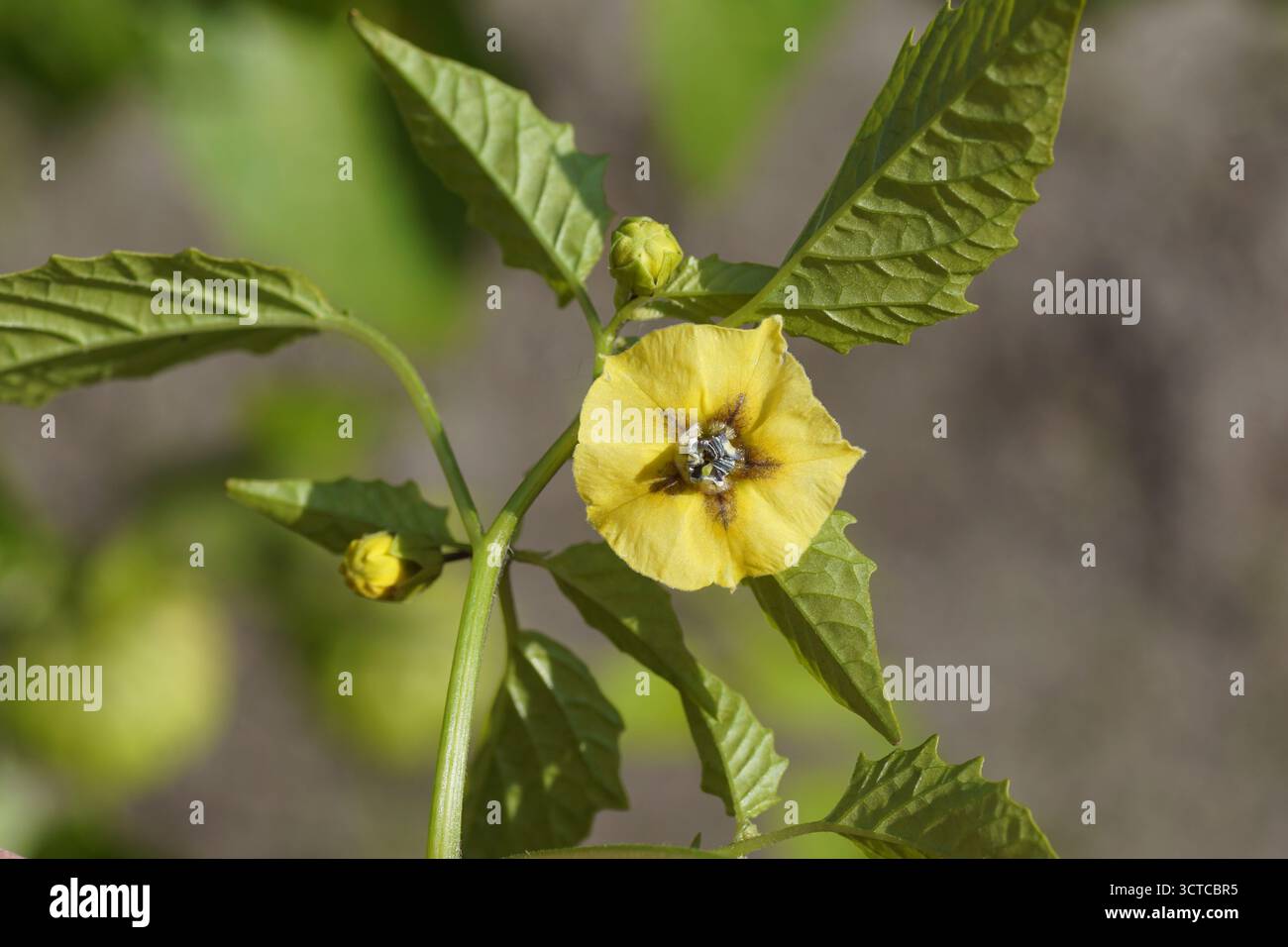 Flower of tomatillo, Mexican husk tomato (Physalis philadelphica). Family nightshades, Solanaceae. October, Netherlands Stock Photo