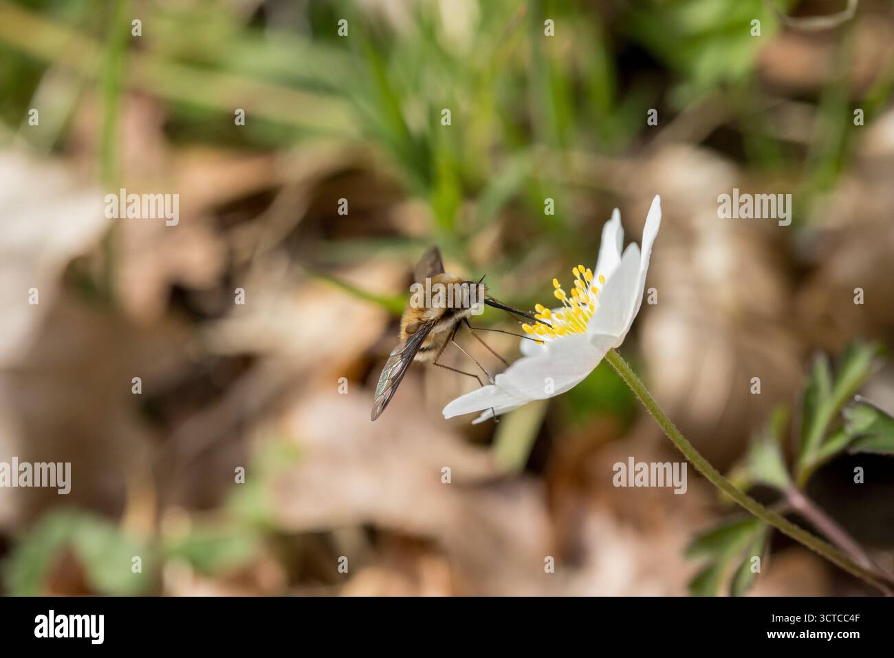 Anemone nemorosa white flower in forest with  bombylius major insect eating nectar in spring time in forest a sunny day Stock Photo