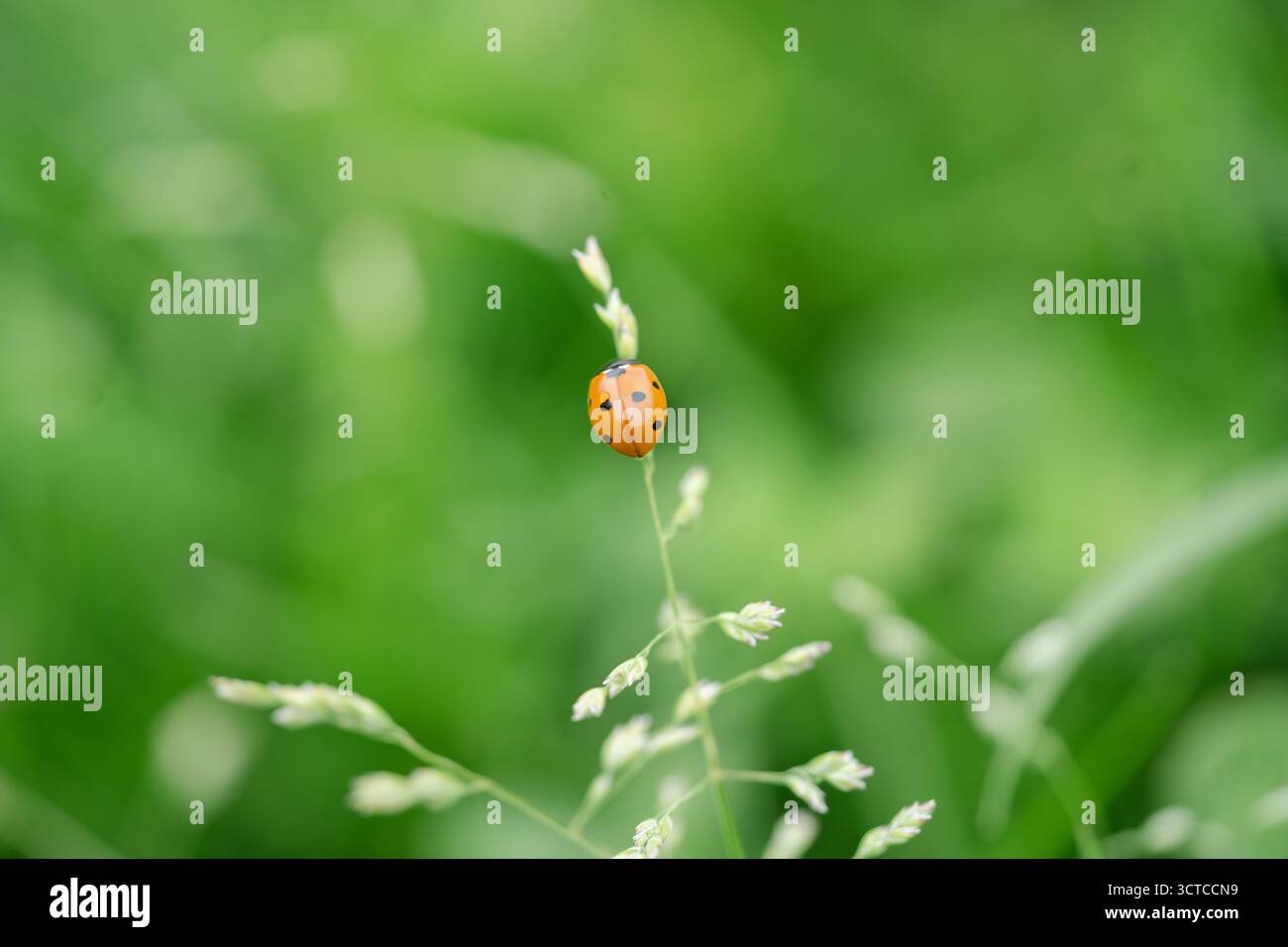 Bright ladybug on grass stem, macro nature detail Stock Photo