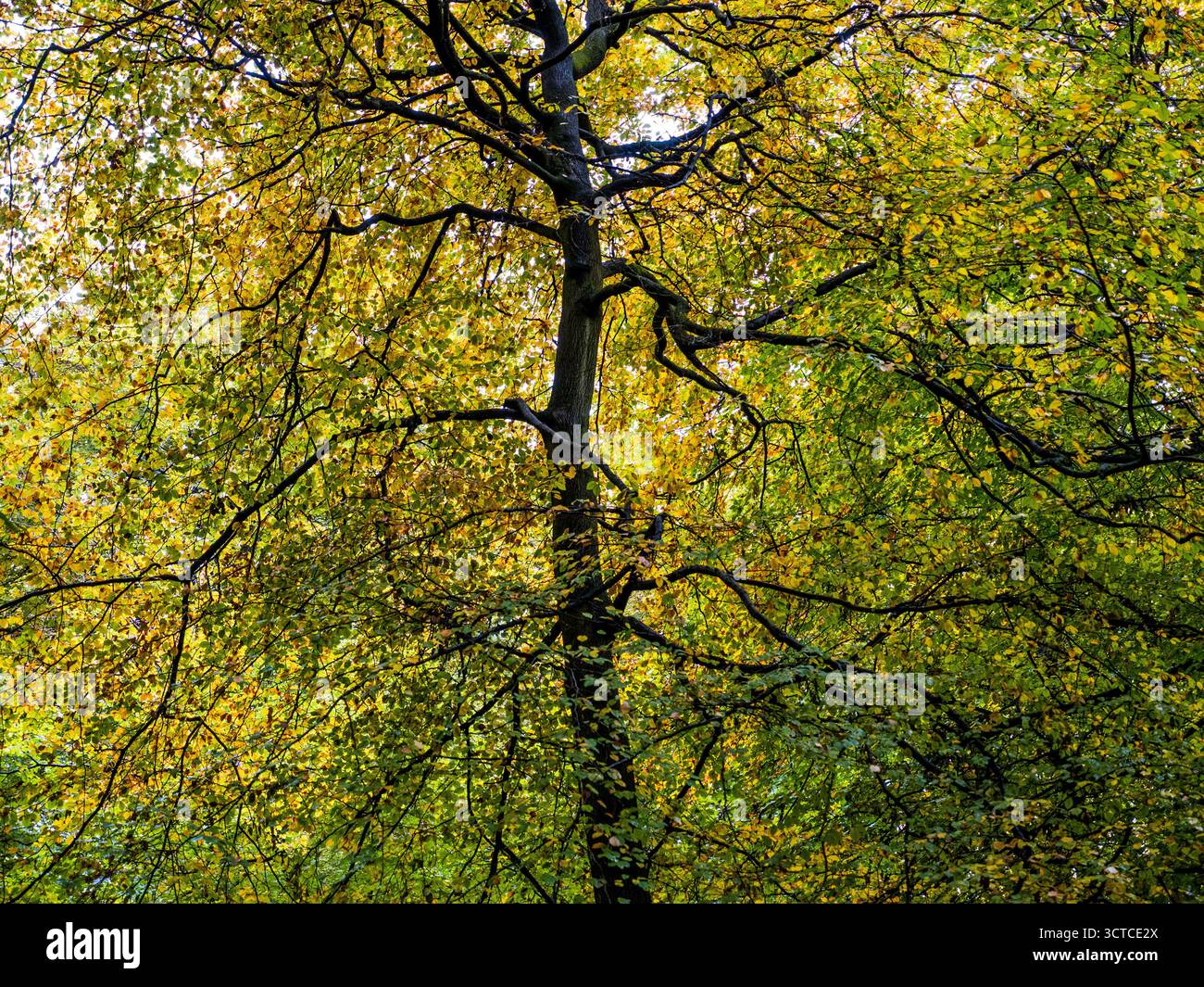 Checkendon oxfordshire hi-res stock photography and images - Alamy