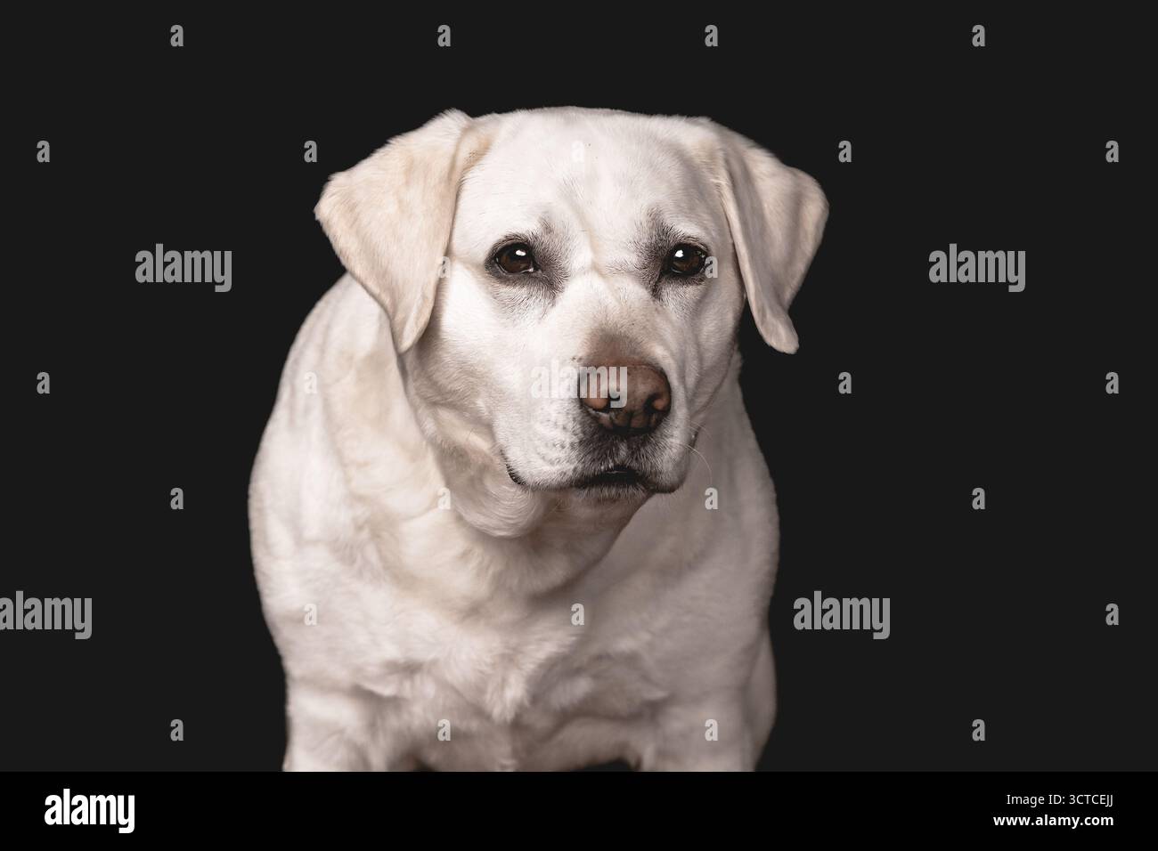 Calm and Dignified Senior White Labrador Dog in Studio Stock Photo