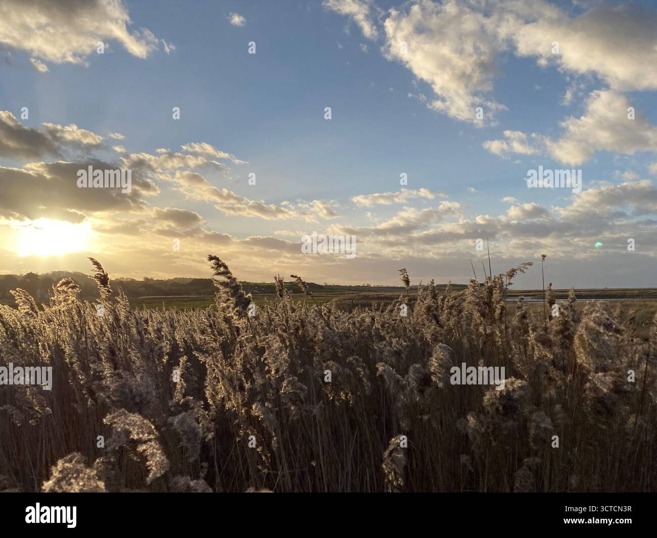 A photograph of the reeds at Salthouse Beach at sundown in North Norfolk. - Smartphone Captured Stock Image