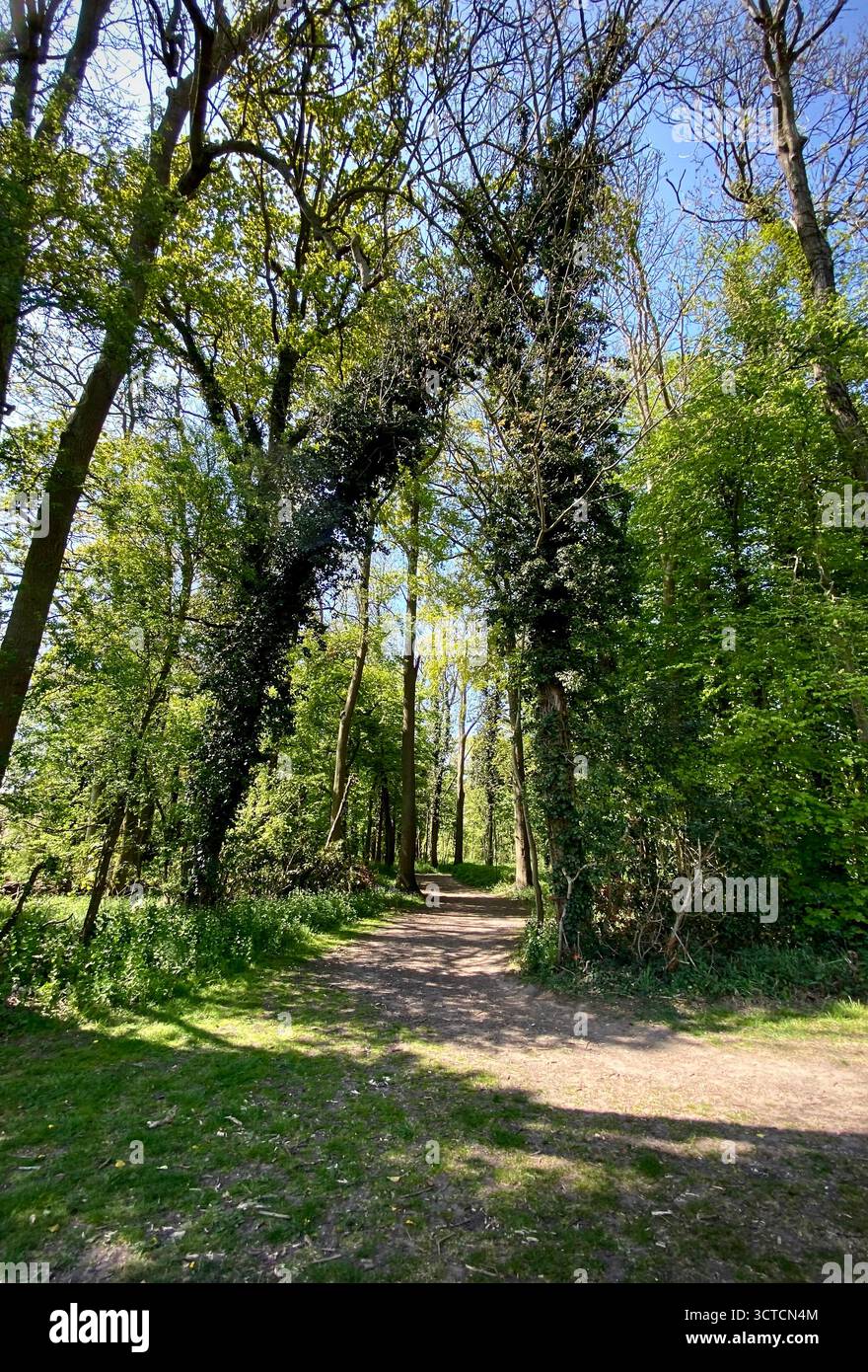 A a photo of a footpath running through the trees at Caistor St Edmund, Norfolk. - Smartphone Captured Stock Image