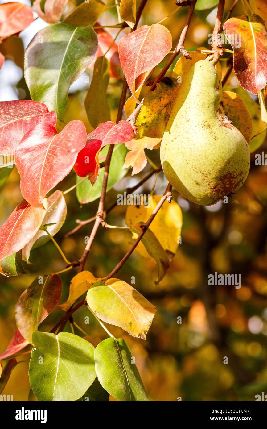 pear tree in autumn. ripe green fruits in the garden. close up of branch with hanging harvest. natural organic background of rustic orchard with color Stock Photo