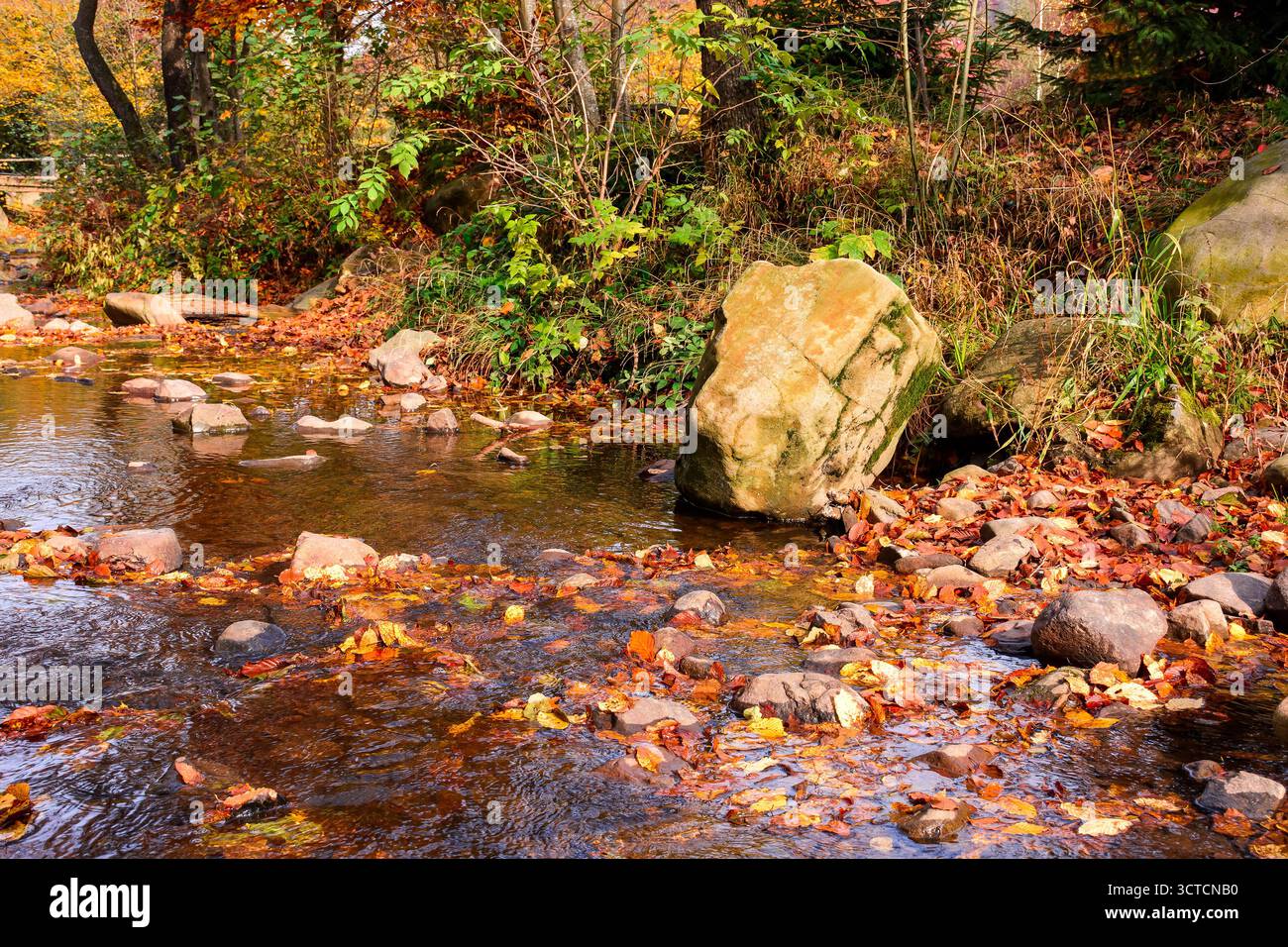 colorful leaves in the river. beautiful autumn landscape with rocks near shore and deciduous forest reflection on a sunny day in picturesque carpathia Stock Photo