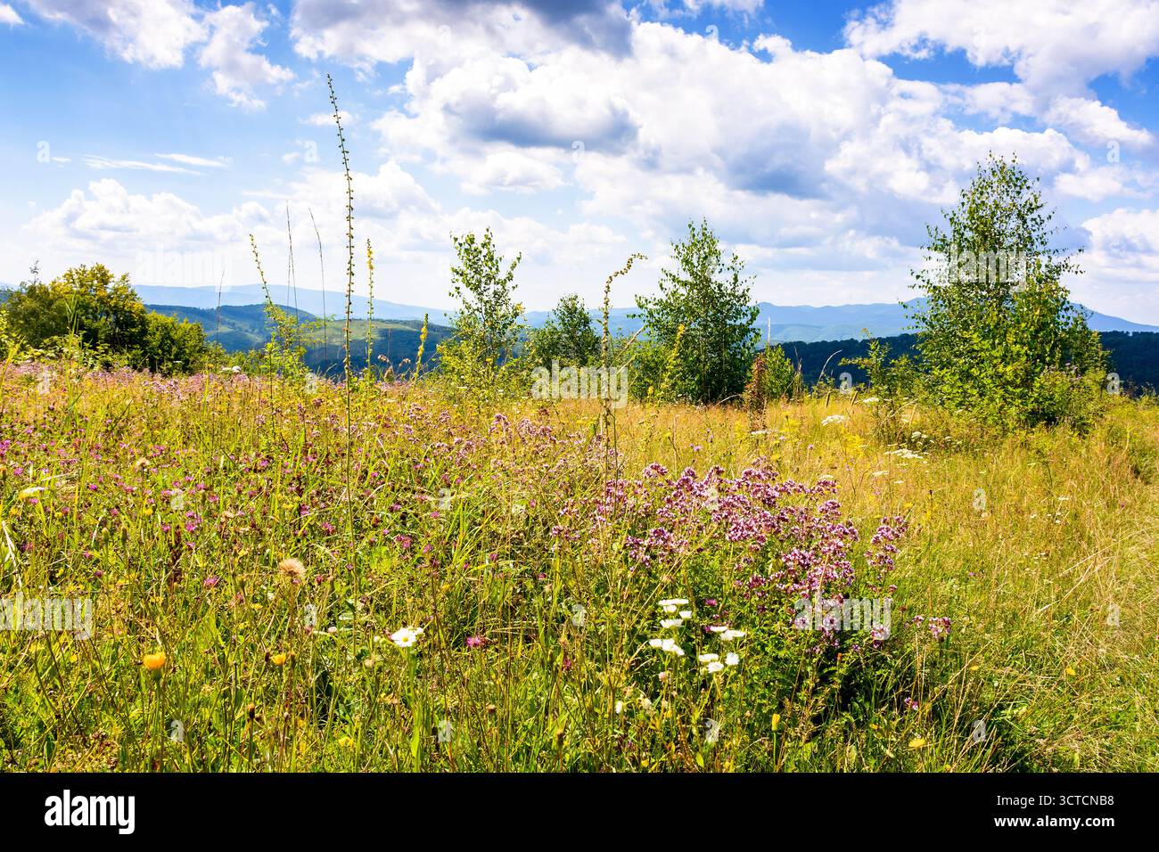 nature background with flowers on the mountain meadow. blooming carpathian landscape with herbs among green grass on a sunny summer day. wonderful rur Stock Photo