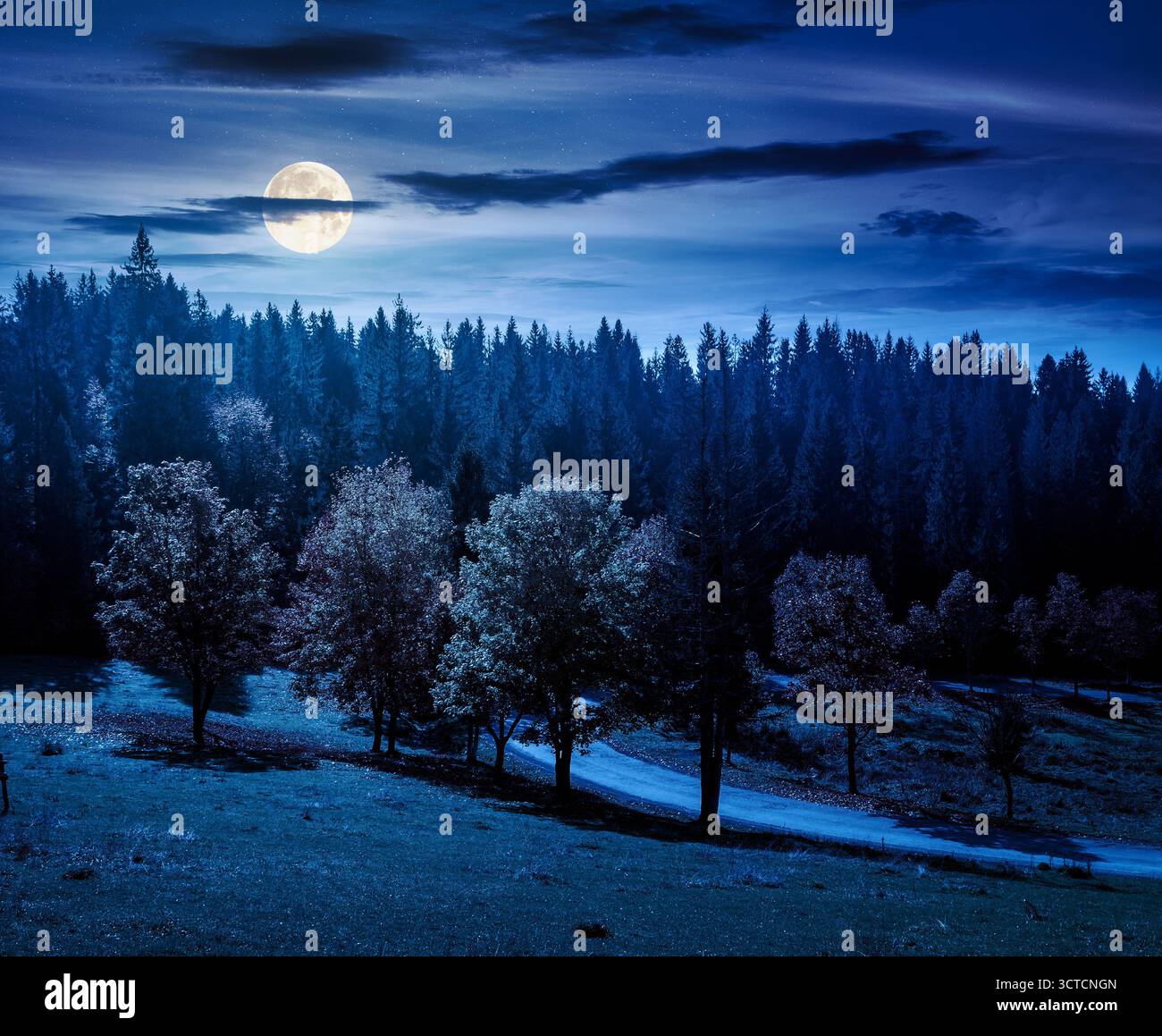 autumn landscape with road through valley at night near coniferous forest with trees in colorful leaves. beautiful countryside scene in mountains. sce Stock Photo