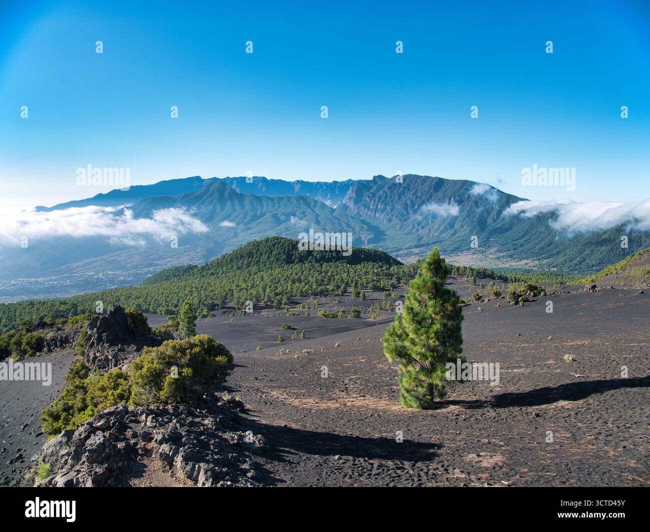 Volcano Ridge Solitary Pine on Volcanic Ridge View - Single pine tree on a black ...