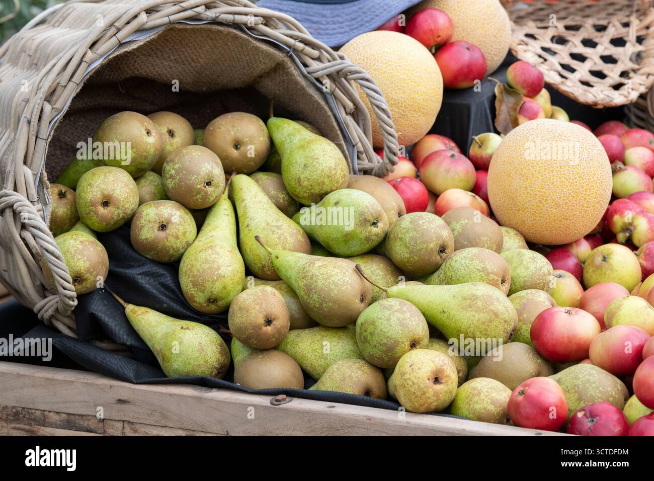 Pyrus communis. Pear display at an Autumn Show. UK Stock Photo