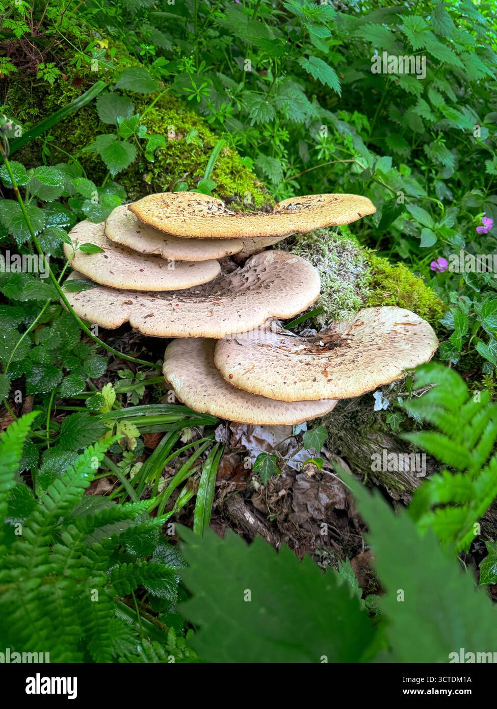 Pheasants Back Mushroon - Smartphone Captured Stock Image
