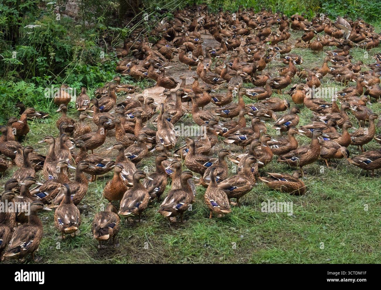 Huge flock of mallards gathered on a grassy bank - Smartphone Captured Stock Image