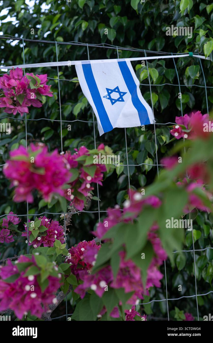 Bright pink bougainvillea flowers bloom around a flag of Israel hanging ...