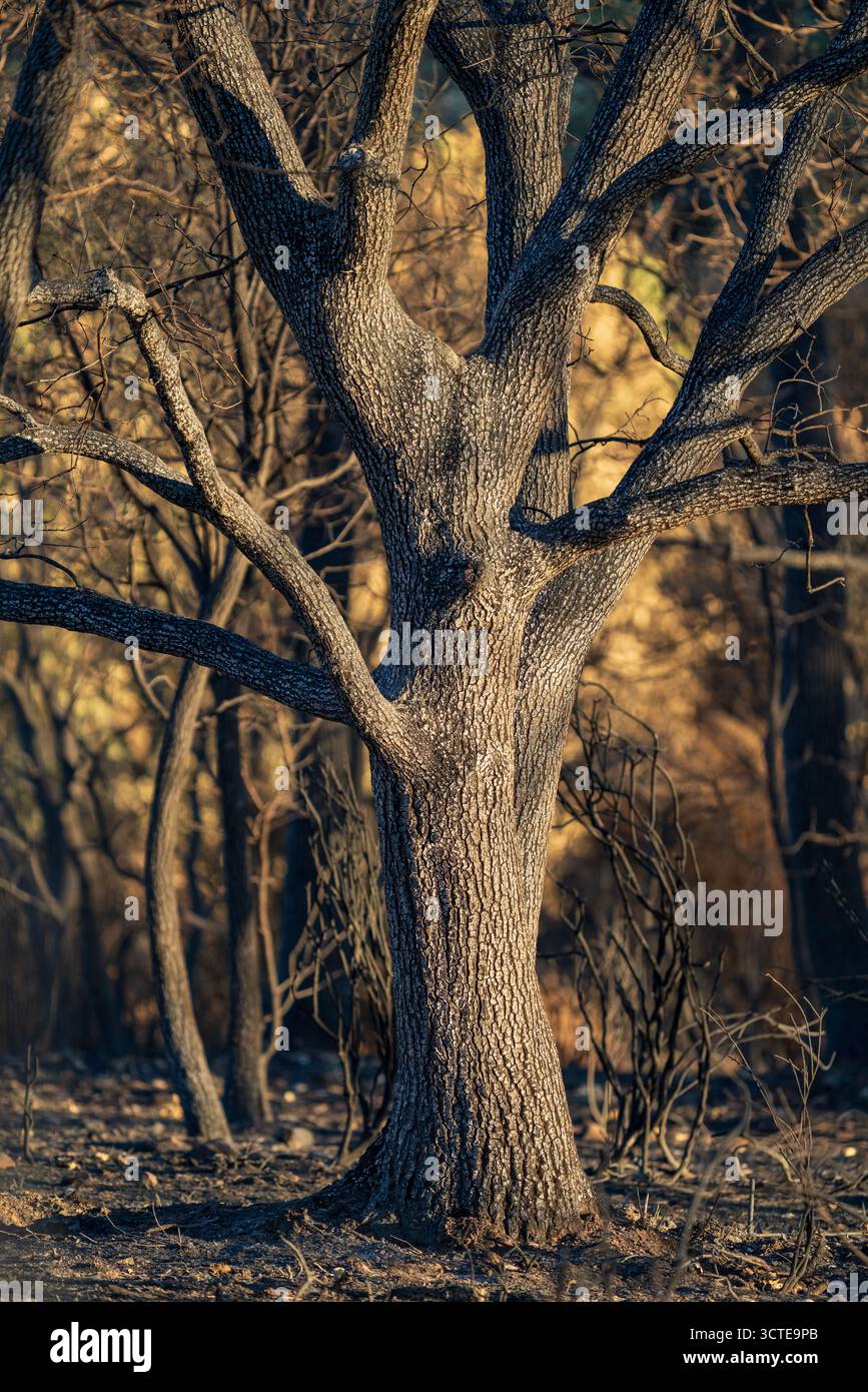Fire aftermath scene hi-res stock photography and images - Alamy