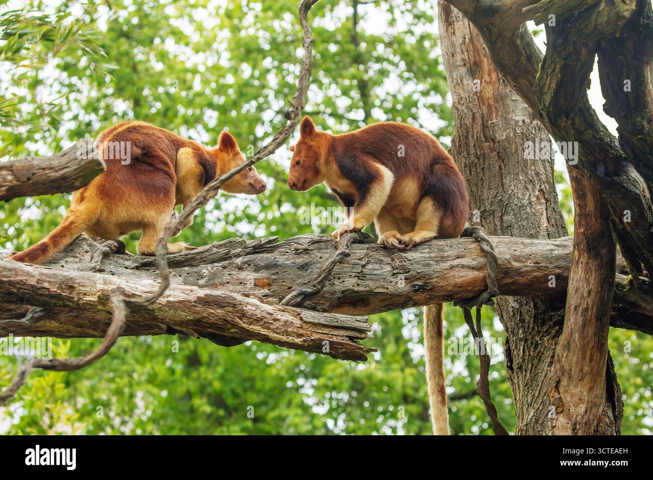 Goodfellow's Tree Kangaroo, dendrolagus goodfellowi buergersi, Adult ...