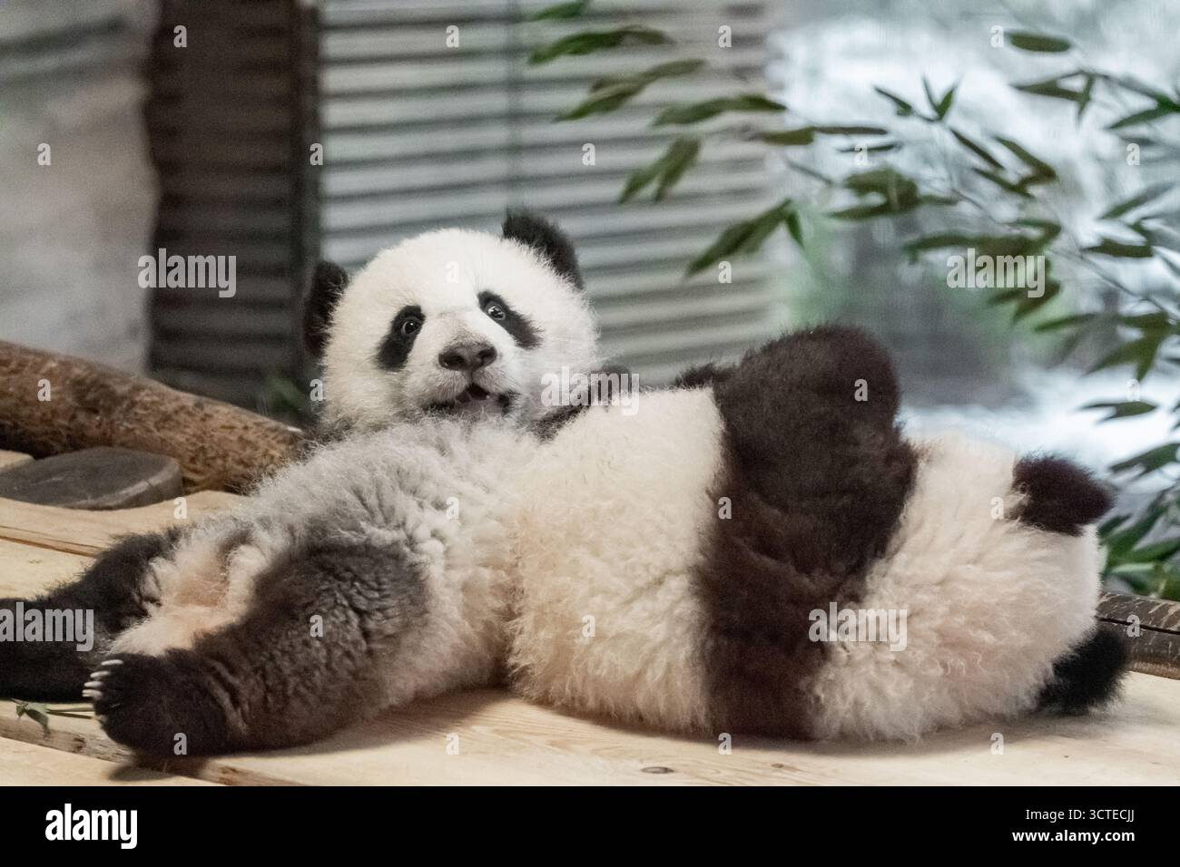Two babies pandas hi-res stock photography and images - Alamy, image size:1300x956
