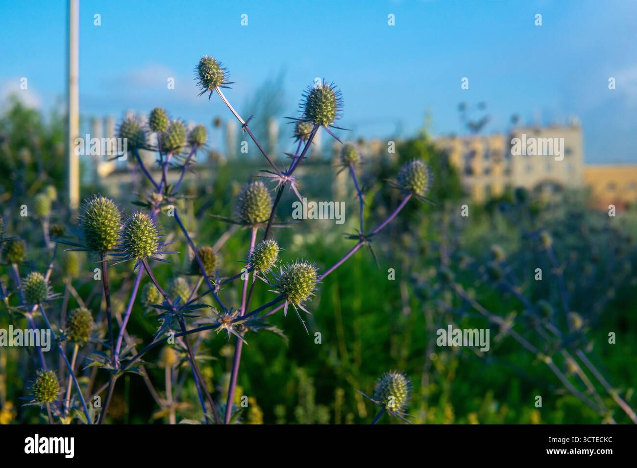 Sea eringo hi-res stock photography and images - Alamy