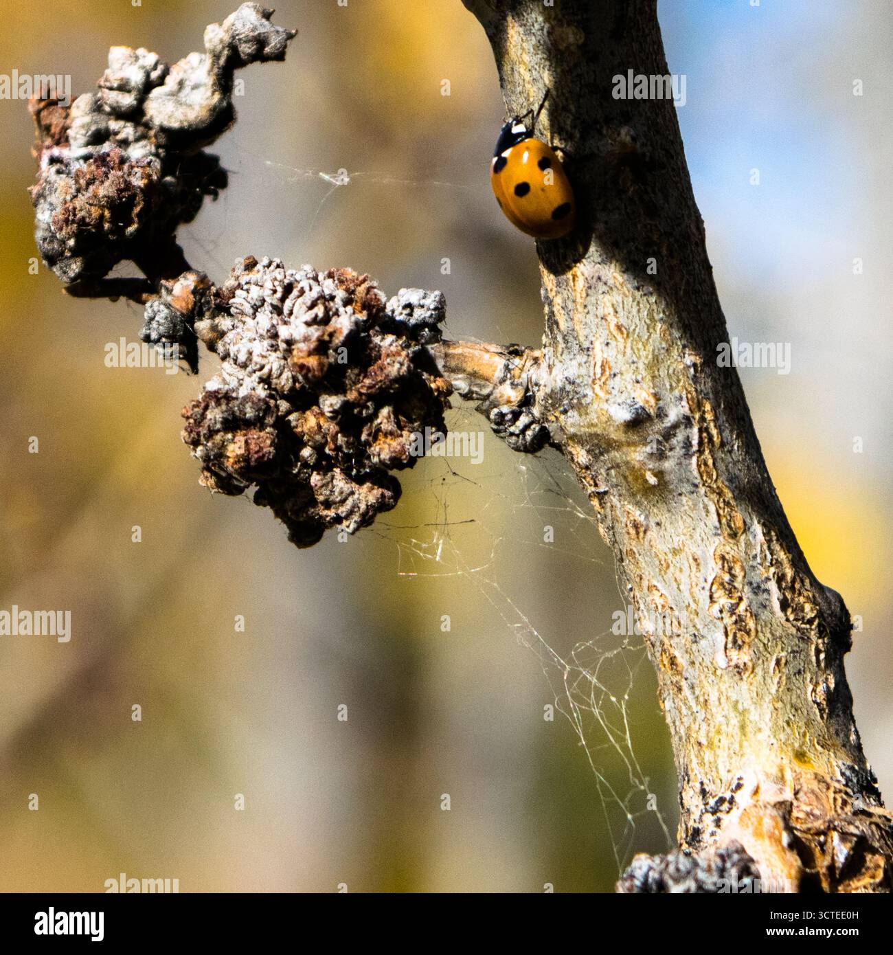 Ladybugs in the fall Stock Photo
