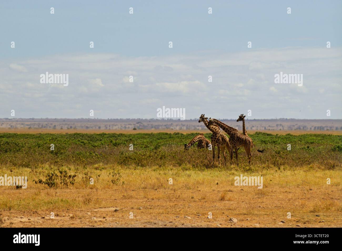 Group of giraffes eating leaves hi-res stock photography and images - Alamy