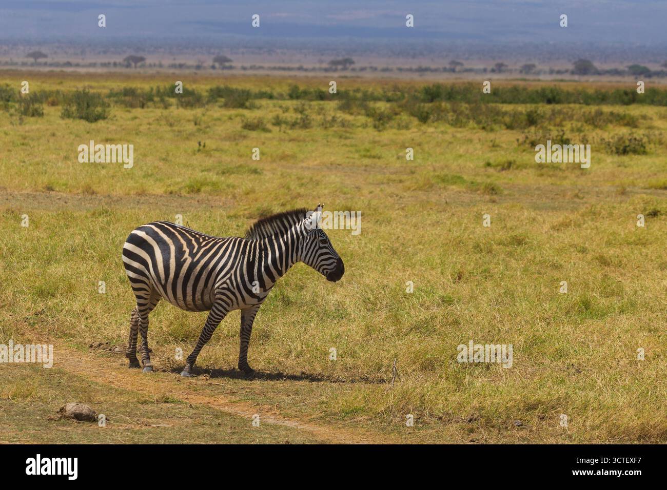 Portrait of a zebra standing in the savannah hi-res stock photography and  images - Alamy, image size:1300x956