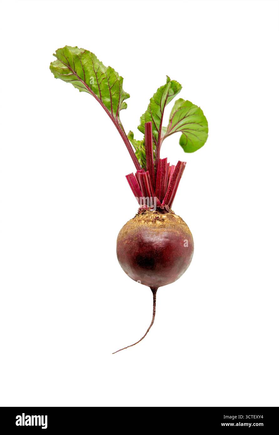 Beetroot isolated. Beetroot with leaves, fresh whole beet isolated on white background Stock Photo