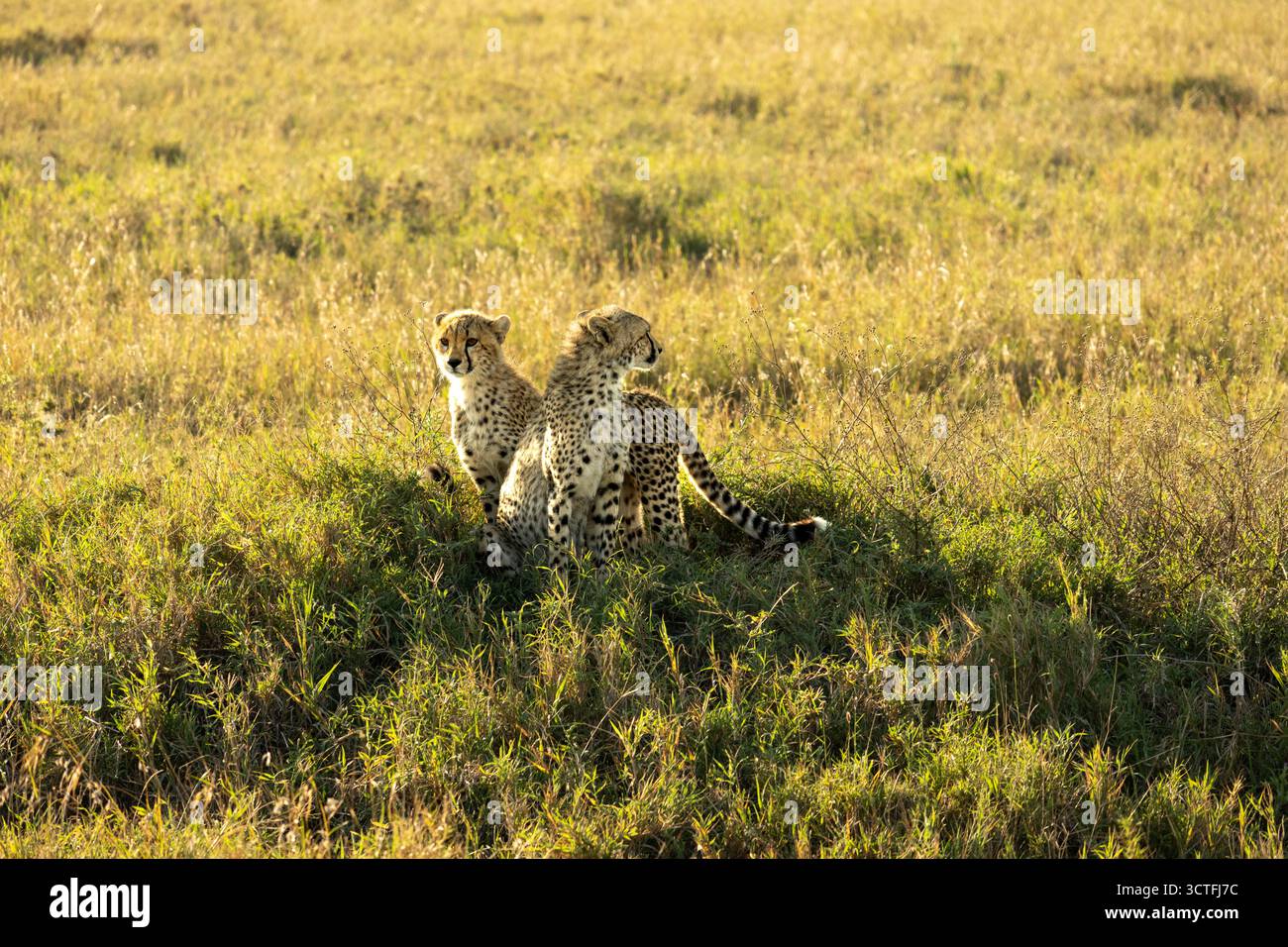Two cheetah cubs (Acinonyx jubatus) sit in the tall golden grass of the african savanna at sunrise in Serengeti National Park Stock Photo