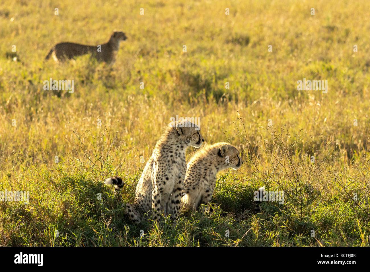 Cheetah mother and her two cubs (Acinonyx jubatus) resting on the open savanna in Serengeti National Park, Tanzania Stock Photo