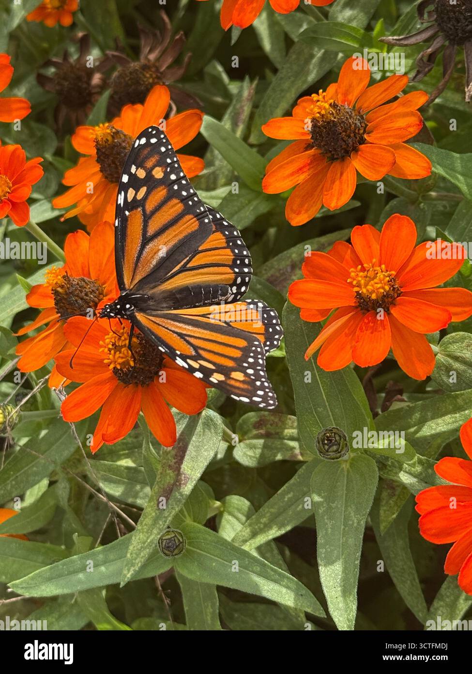 Monarch butterfly feeds on an Orange Zinnia flower in a garden in Brooklyn, NY. butterflies are pollinators, playing an important, albeit different, role than bees in pollinating plants. As they feed on nectar, pollen gets on their legs, body, and proboscis, which is then transferred to other flowers, helping to fertilize plants and produce seeds and fruits. While they don't carry as much pollen as bees, their longer bodies and proboscis allow them to access and pollinate flowers that bees might not. Stock Photo