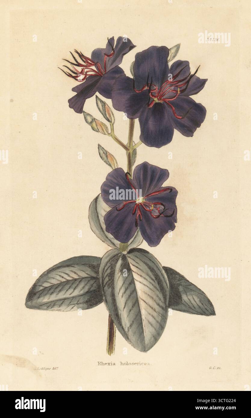 Pleroma clavatum. (Rhexia holoserica, Tibouchina clavata). Native to South America. Handcoloured copperplate engraving by George Cooke after an illustration by George Loddiges from Conrad Loddiges' The Botanical Cabinet, London, 1818. Stock Photo