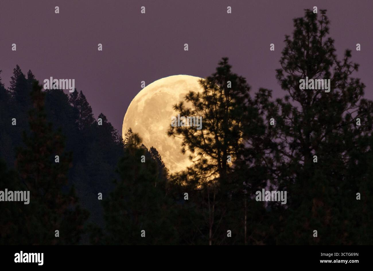 The full harvest super moon rises above trees near Moscow Mountain ...