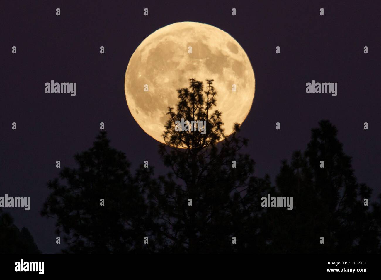 The full harvest super moon rises above trees near Moscow Mountain ...