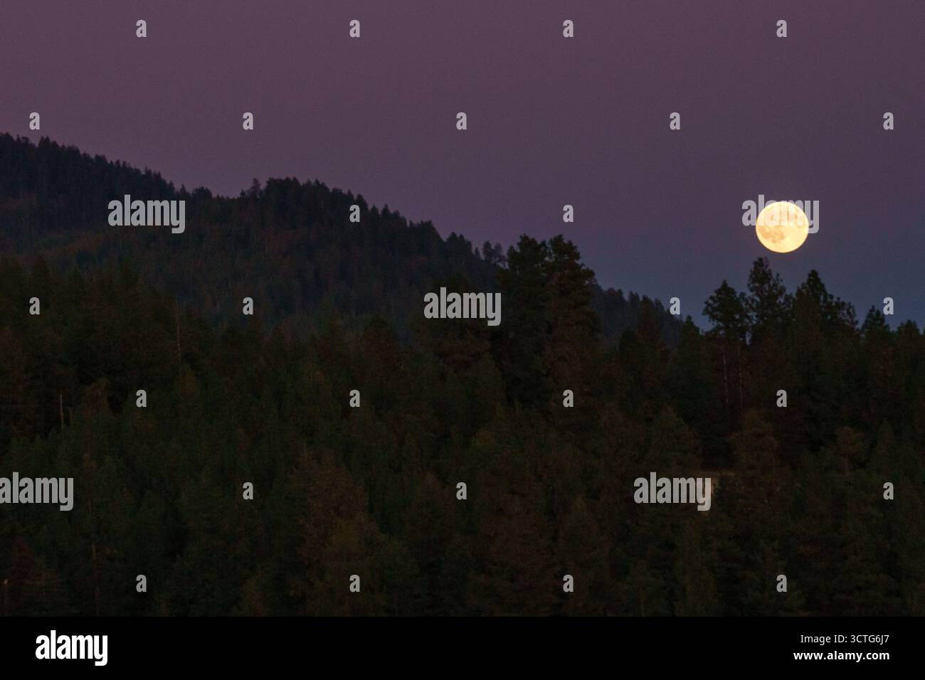 The full harvest super moon rises above trees near Moscow Mountain ...
