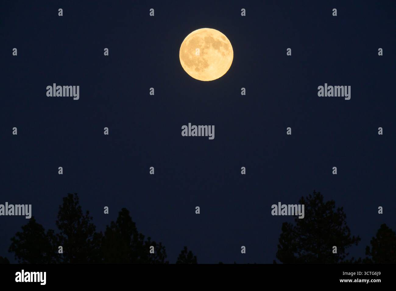 The full harvest super moon rises above trees near Moscow Mountain ...
